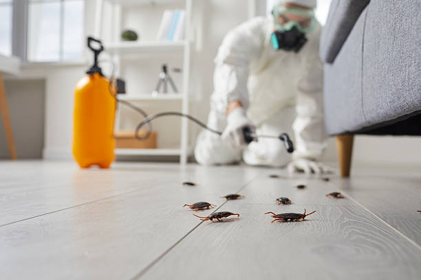 Post-Treatment Bed Bug Interceptor Monitoring in Coats